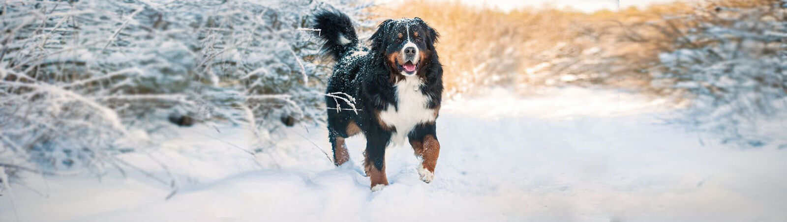 Berner Sennenhund im Schnee