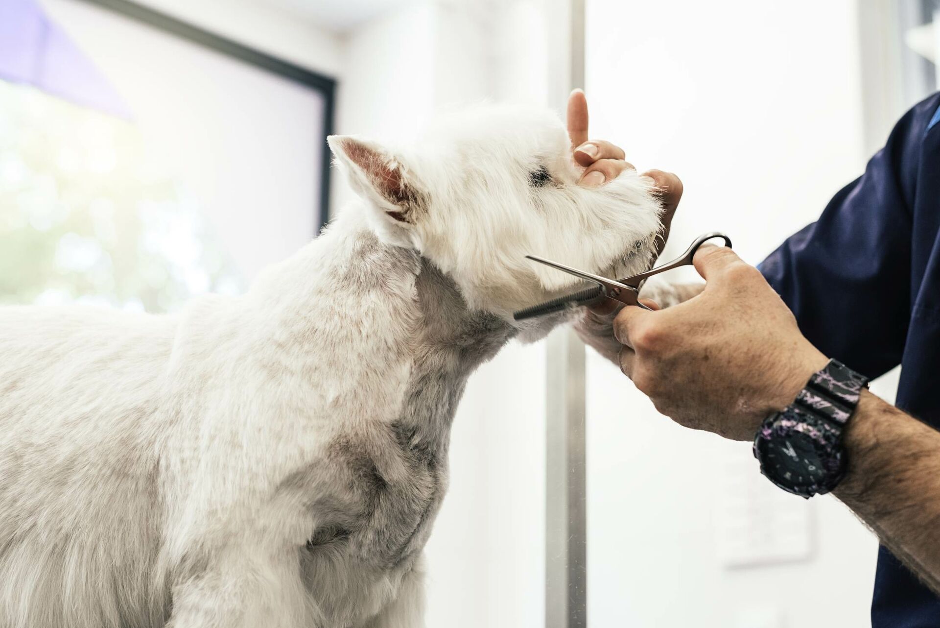 Ein Hund beim Hundefriseur.