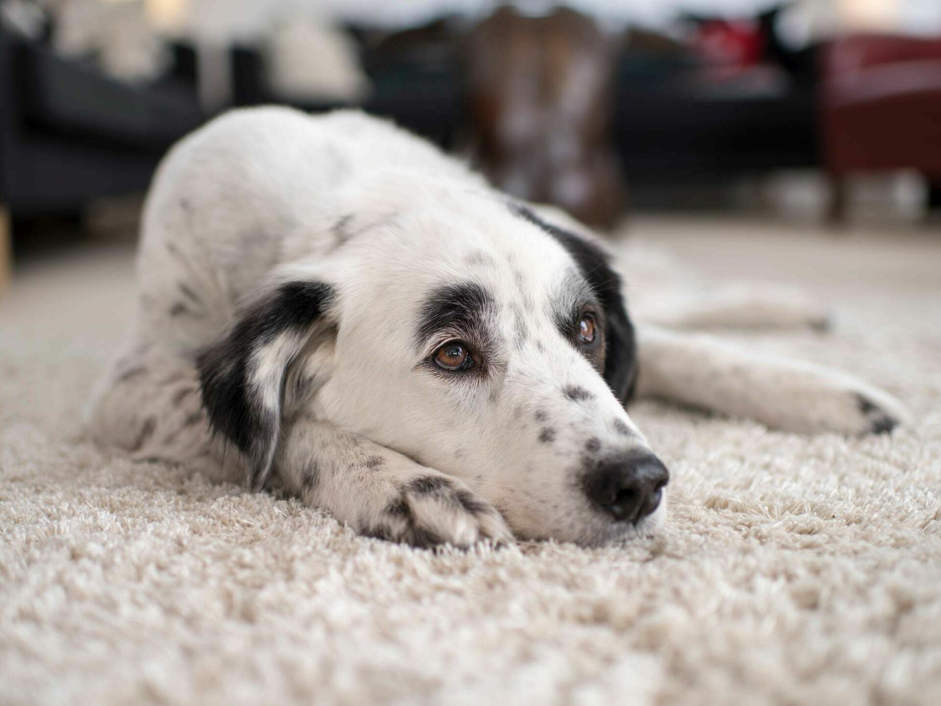 Ihr Hund kann nicht mehr aufstehen?