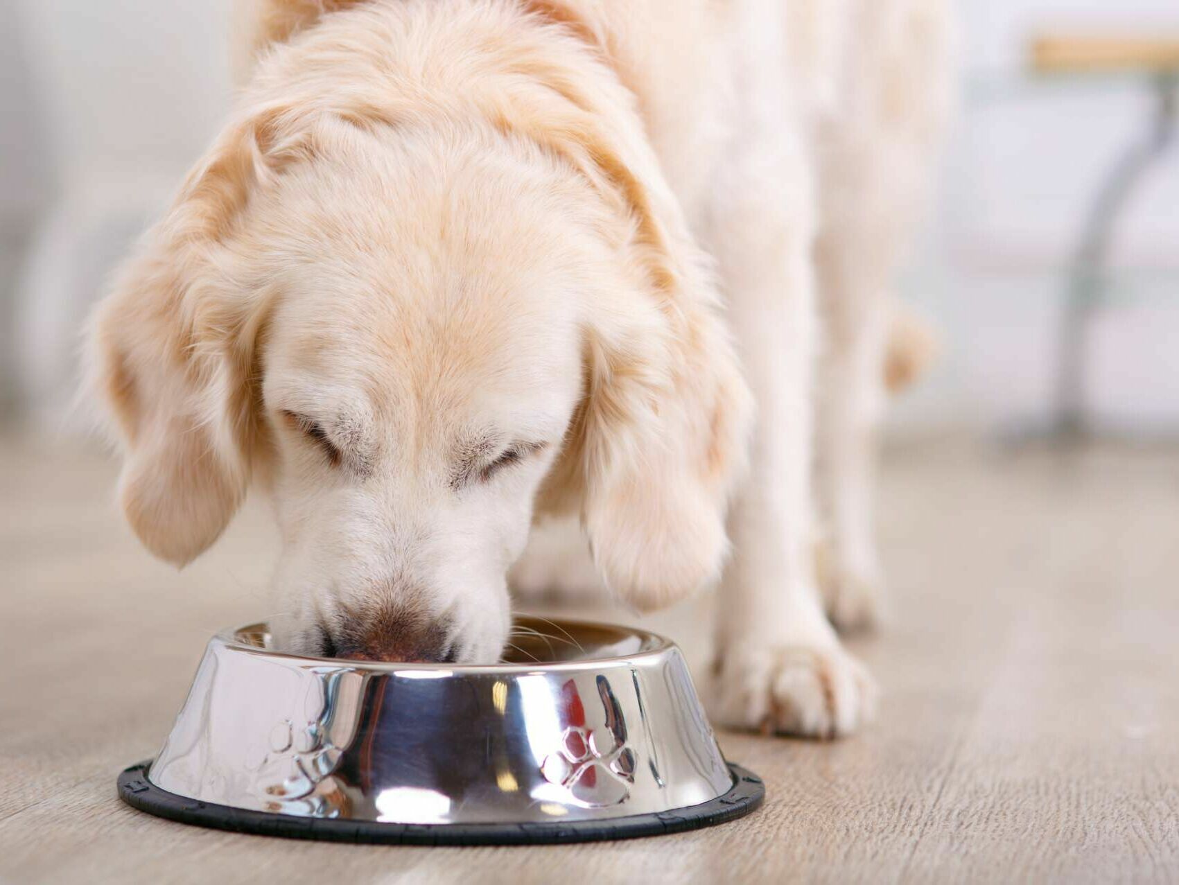 Was dürfen Hunde nicht essen?