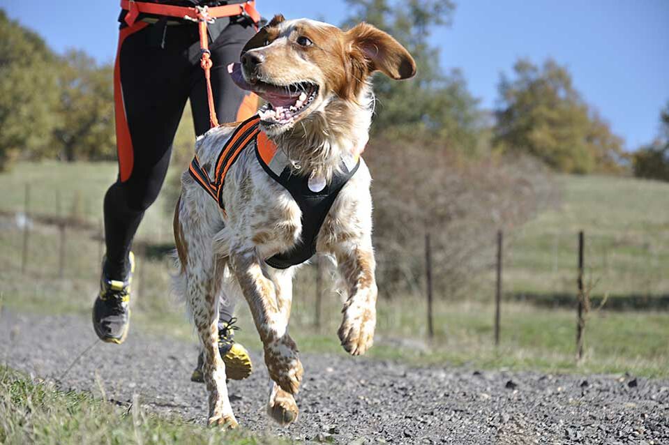 Ein Jogger rennt mit seinem an einer Joggingleine angeleinten Hund über einen Feldweg.