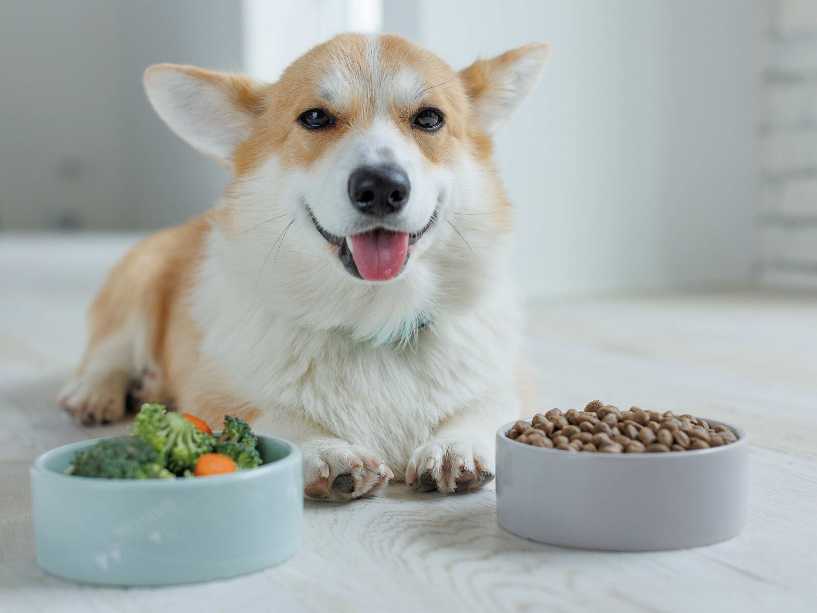 Woran erkenne ich gesundes Hundefutter?