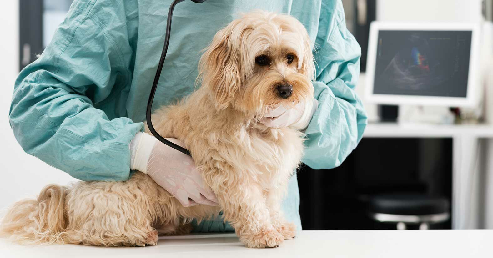 Krankenversicherung Hund Was Beachten