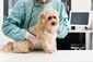 Tierarzt hört einen Hund auf dem Behandlungstisch mit einem Stethoskop ab, im Hintergrund ein Monitor.
