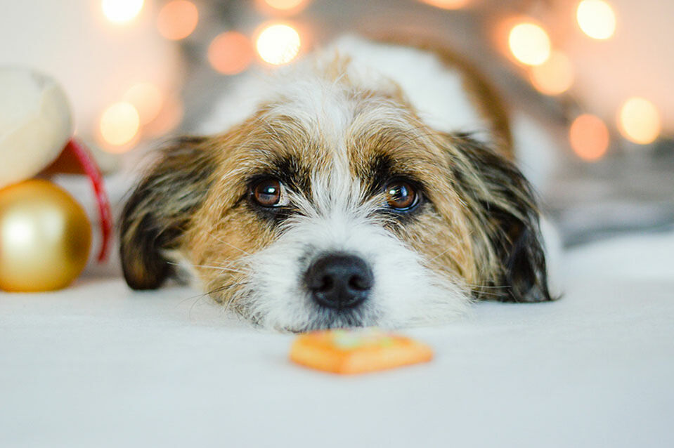 Einfache Rezepte für Hundekekse zum Selbstbacken 