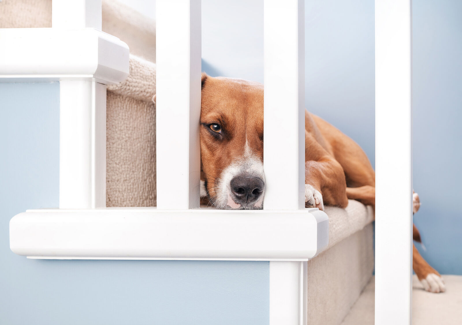 Ein Hund liegt auf dem Boden und blickt traurig nach oben.