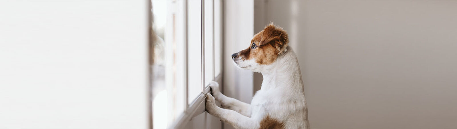 Hund stützt sich am Fensterrahmen ab und schaut raus.