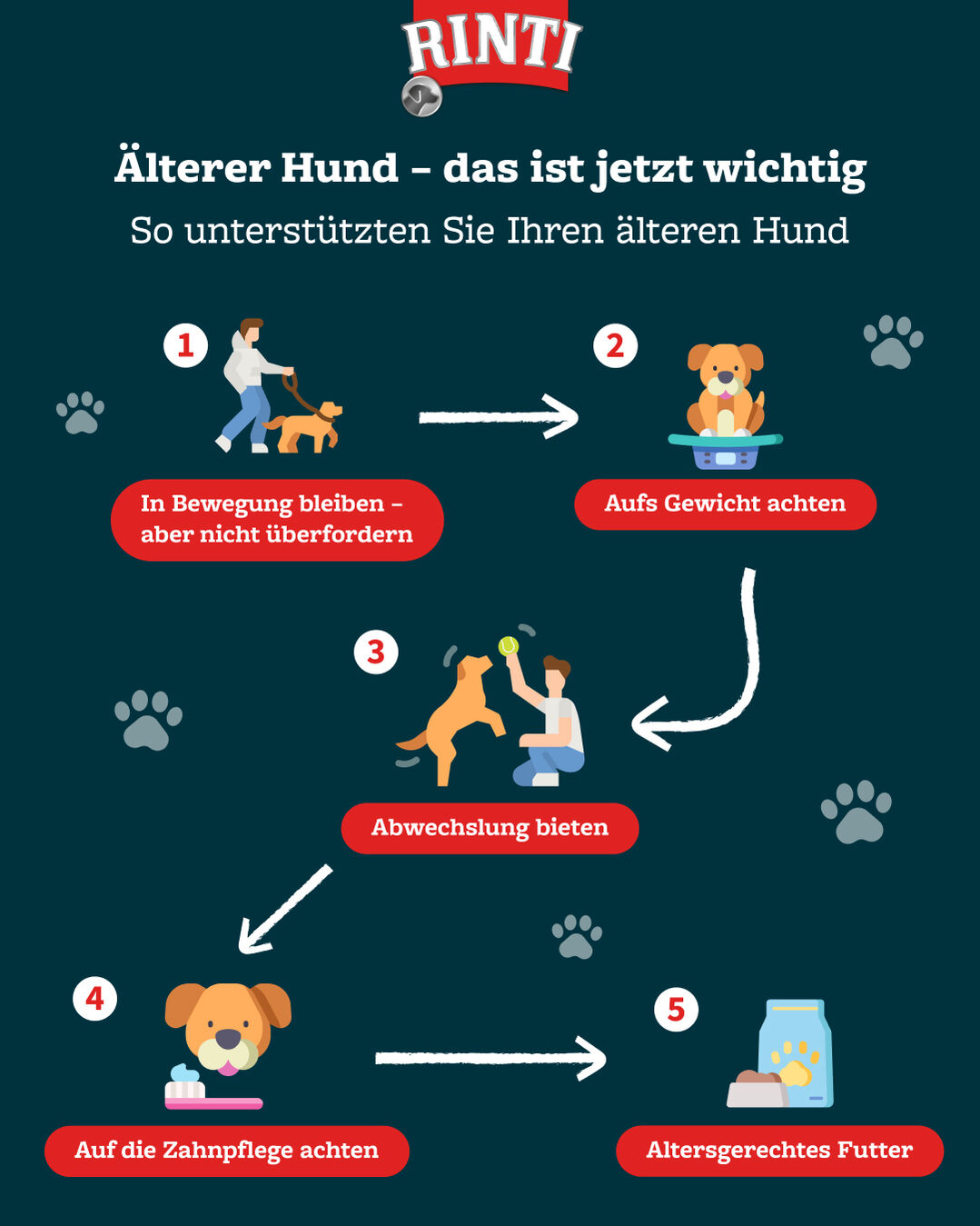 Infografik zum Leben mit älteren Hunden