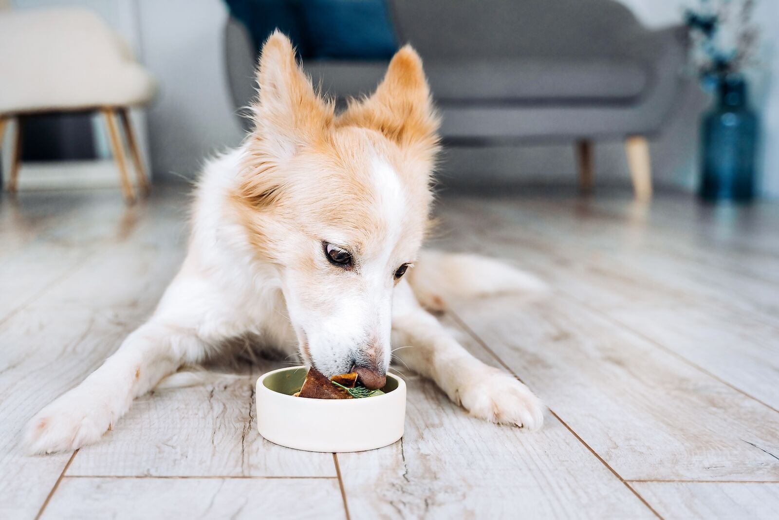 Ein Hund liegt vor einem Napf und frisst.