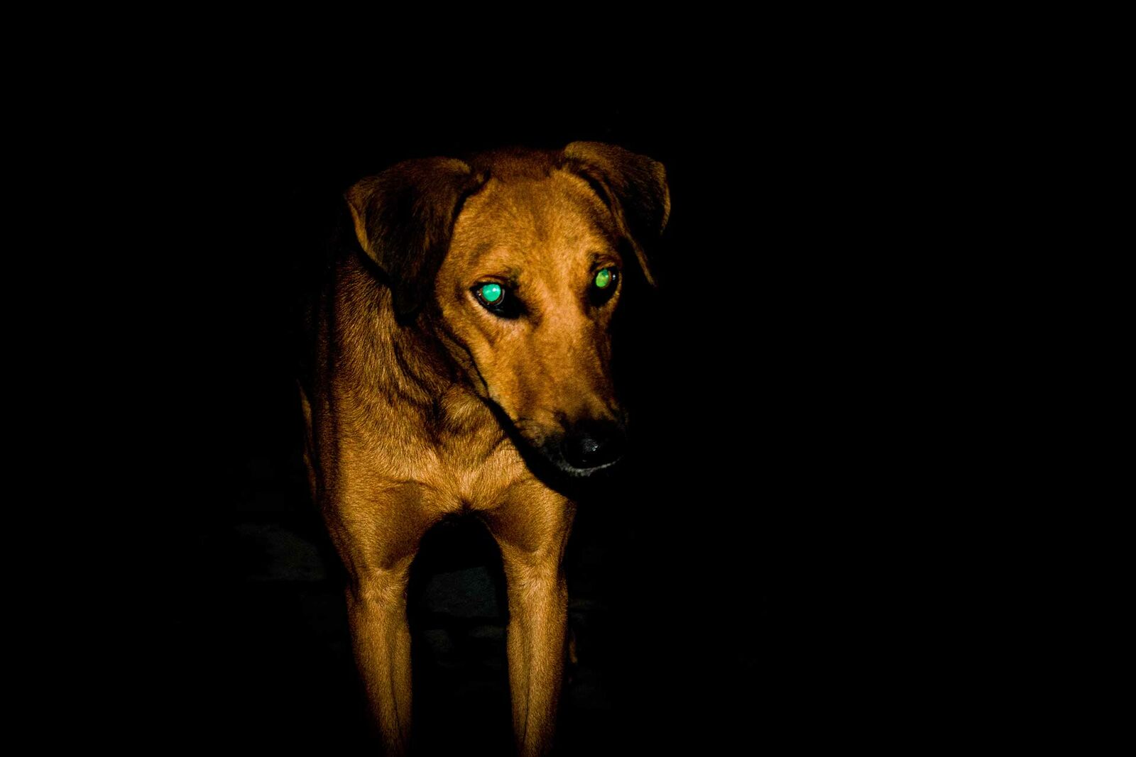 Ein Hund steht im Dunkeln.