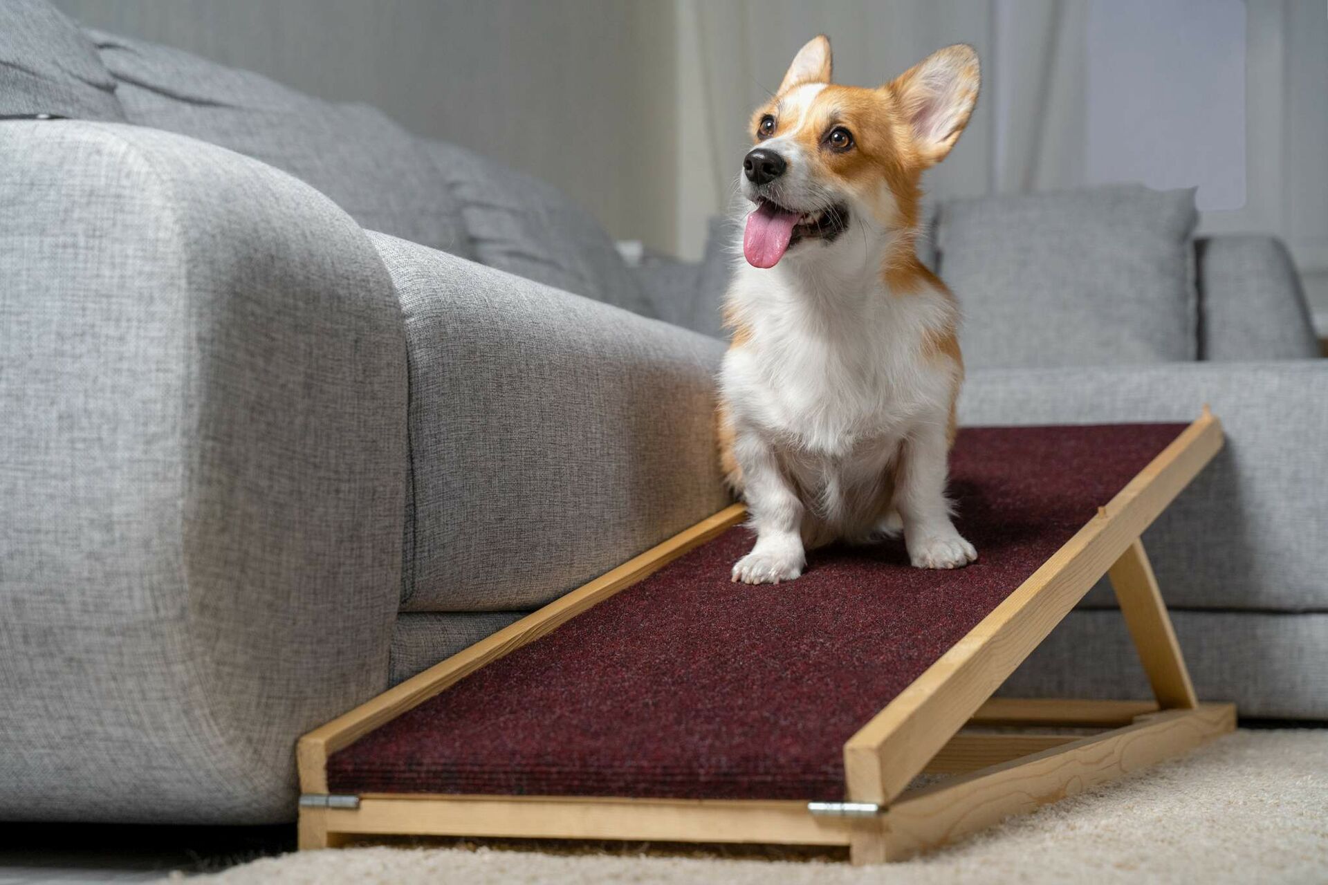 Corgi sitzt auf einer Hunderampe, mit der er auf das Sofa und wieder herunter gehen kann. 