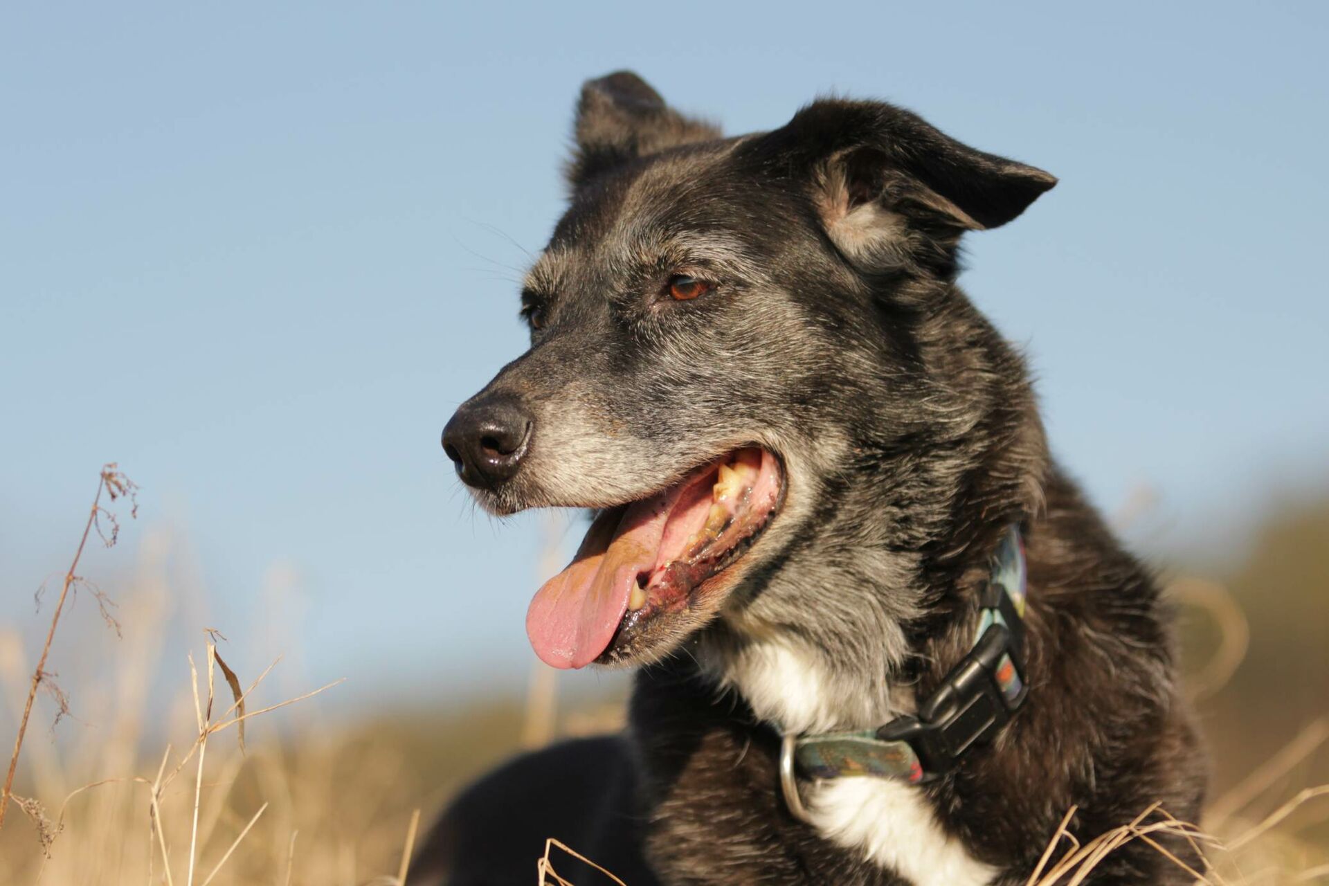 Alter Hund – das sollten Sie wissen