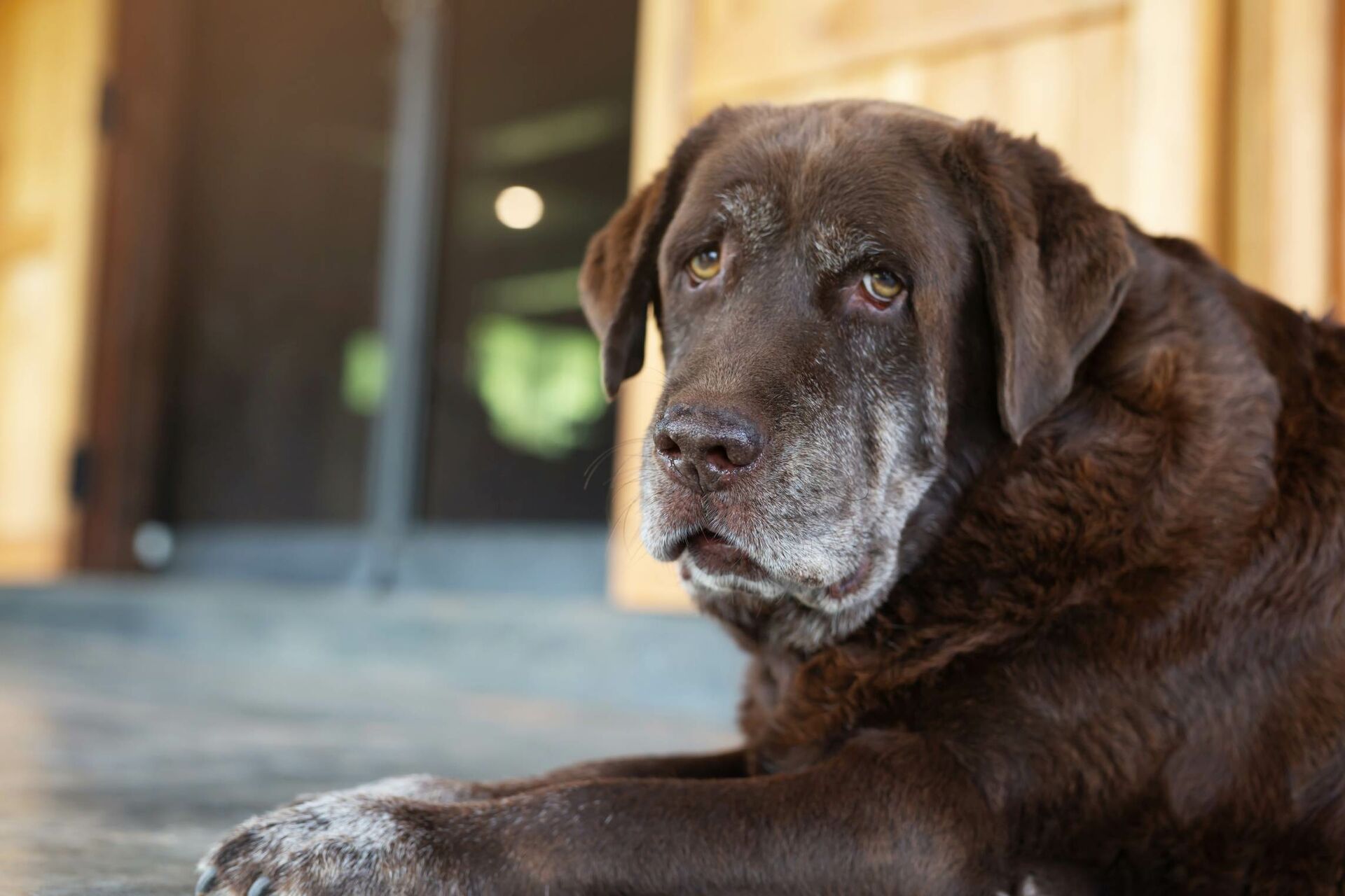 Großer alter dunkler Hund mit graumeliertem Fell.