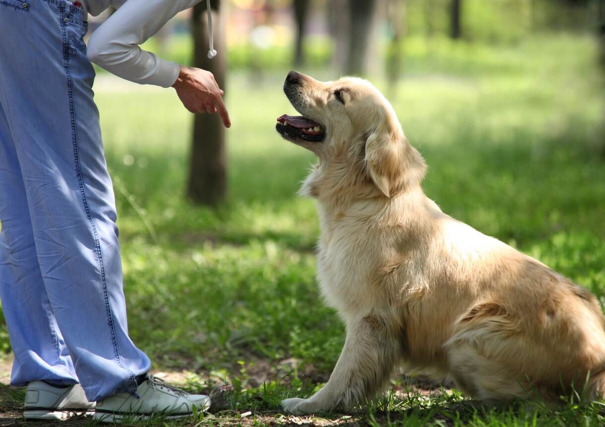 Rund um die Erziehung Ihres Hundes