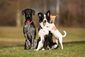 Drei Hunde unterschiedlicher Rasse und Größe sitzen nebeneinander auf einer Wiese.