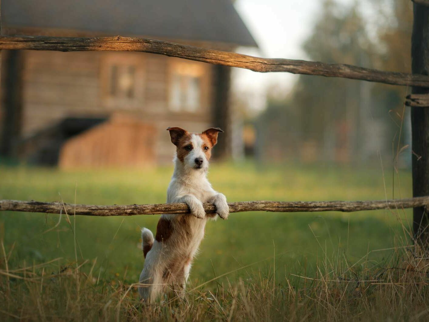 Hunden Grenzen setzen