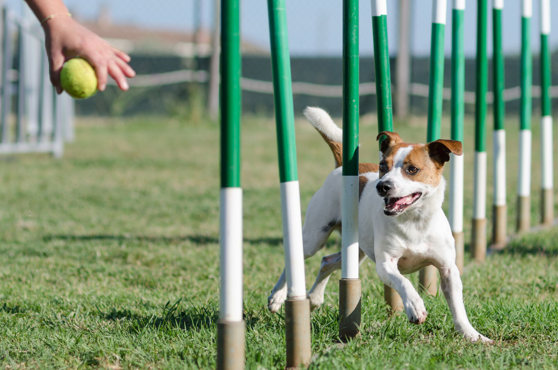 Ein Jack Russell Terrier beim Agility Training
