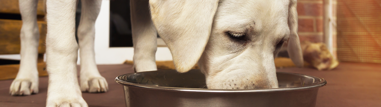 Labrador frisst aus einem Napf.