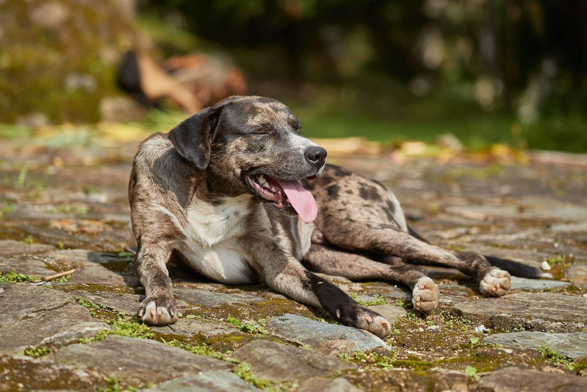 Erschöpfter Hunde liegt auf dem Boden und streckt die Zunge raus.