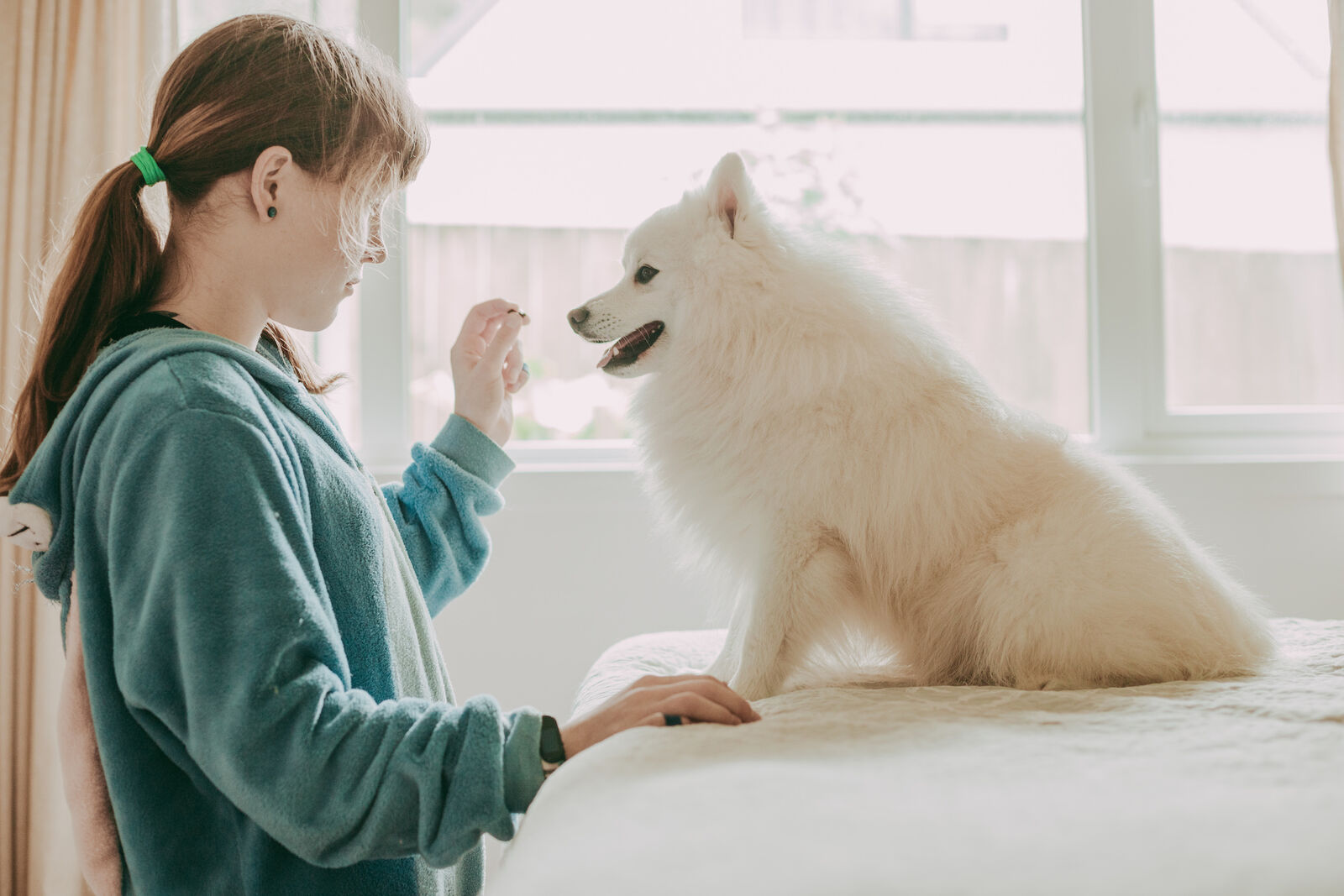 Ein weißer Kleinspitz und ein junges Mädchen in blauem Pullover schauen sich an.