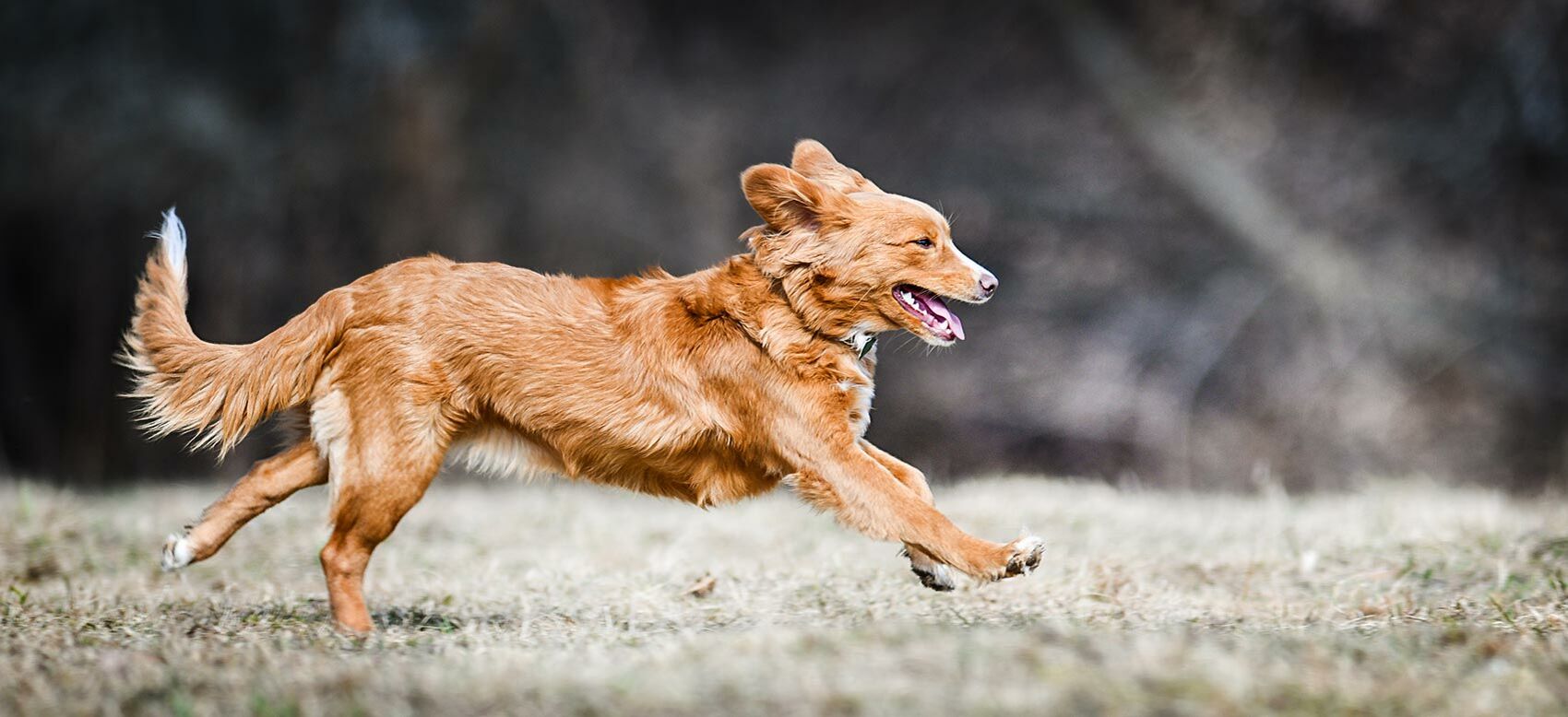 Ein mittelgroßer brauner Hund rennt über eine Wiese.