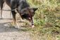 Ein Hund, der den Boden nach Fressbarem absucht.