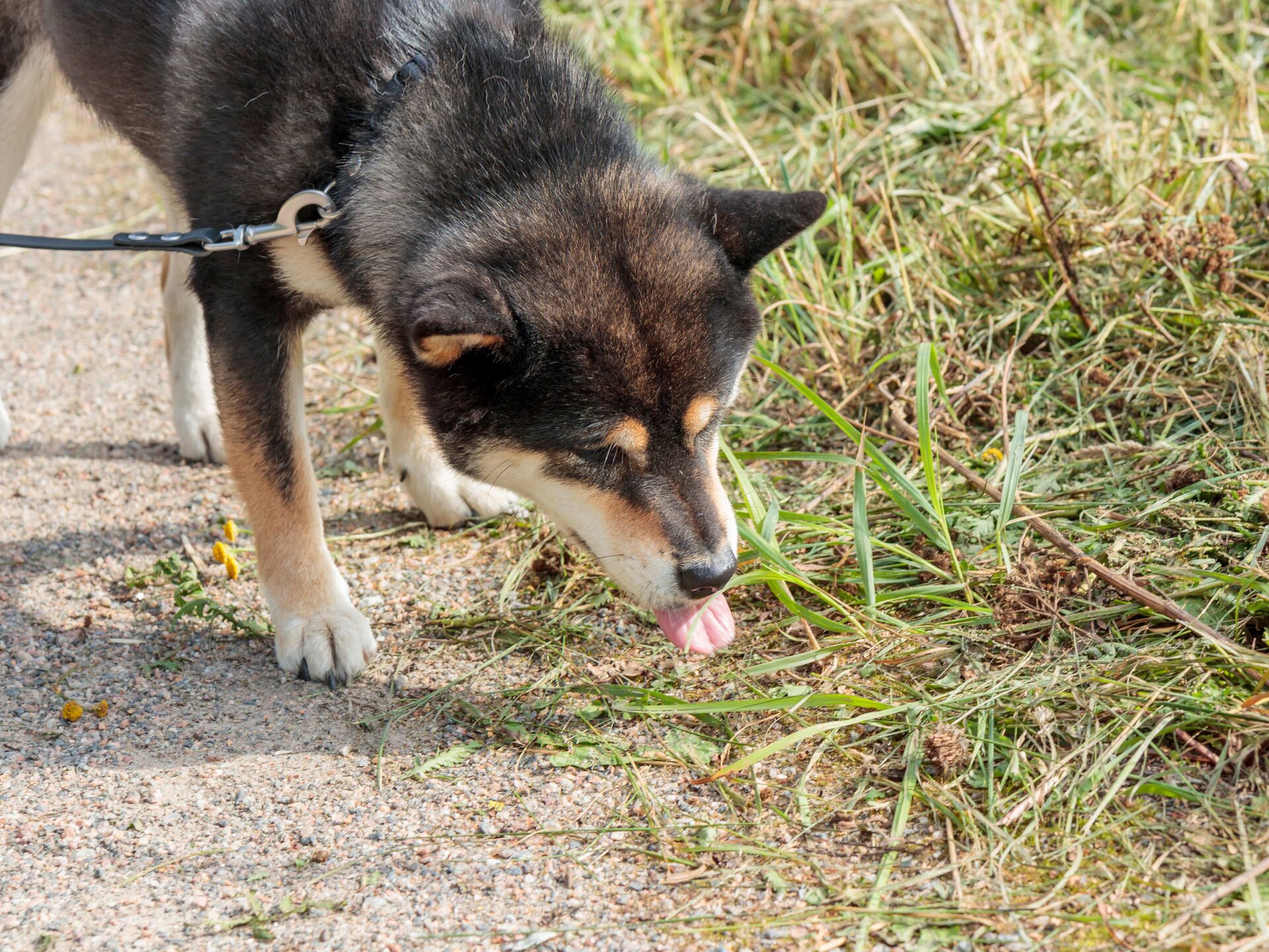 Ihr Hund frisst Hundekot? Jetzt eingreifen