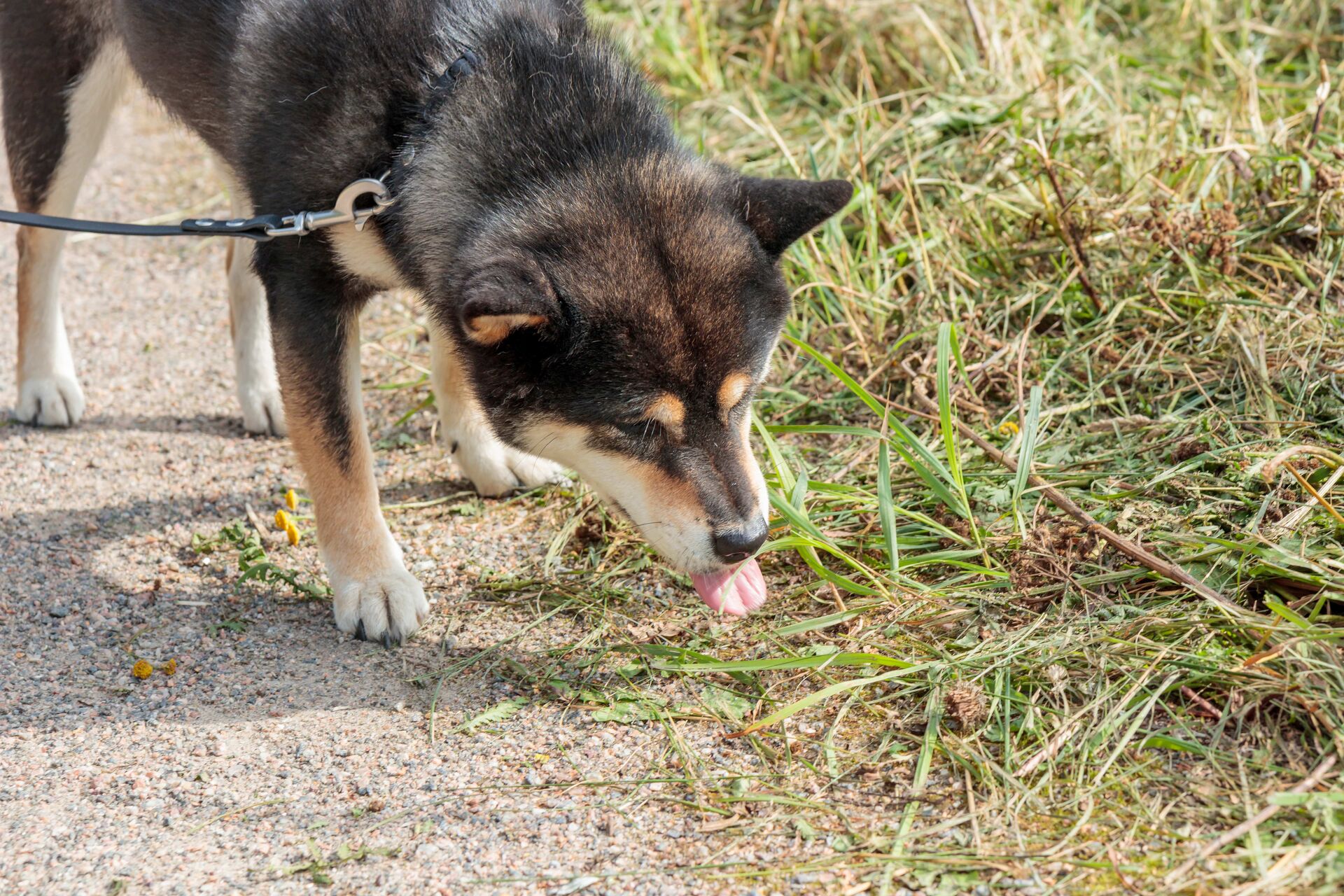 Ein Hund, der den Boden nach Fressbarem absucht.