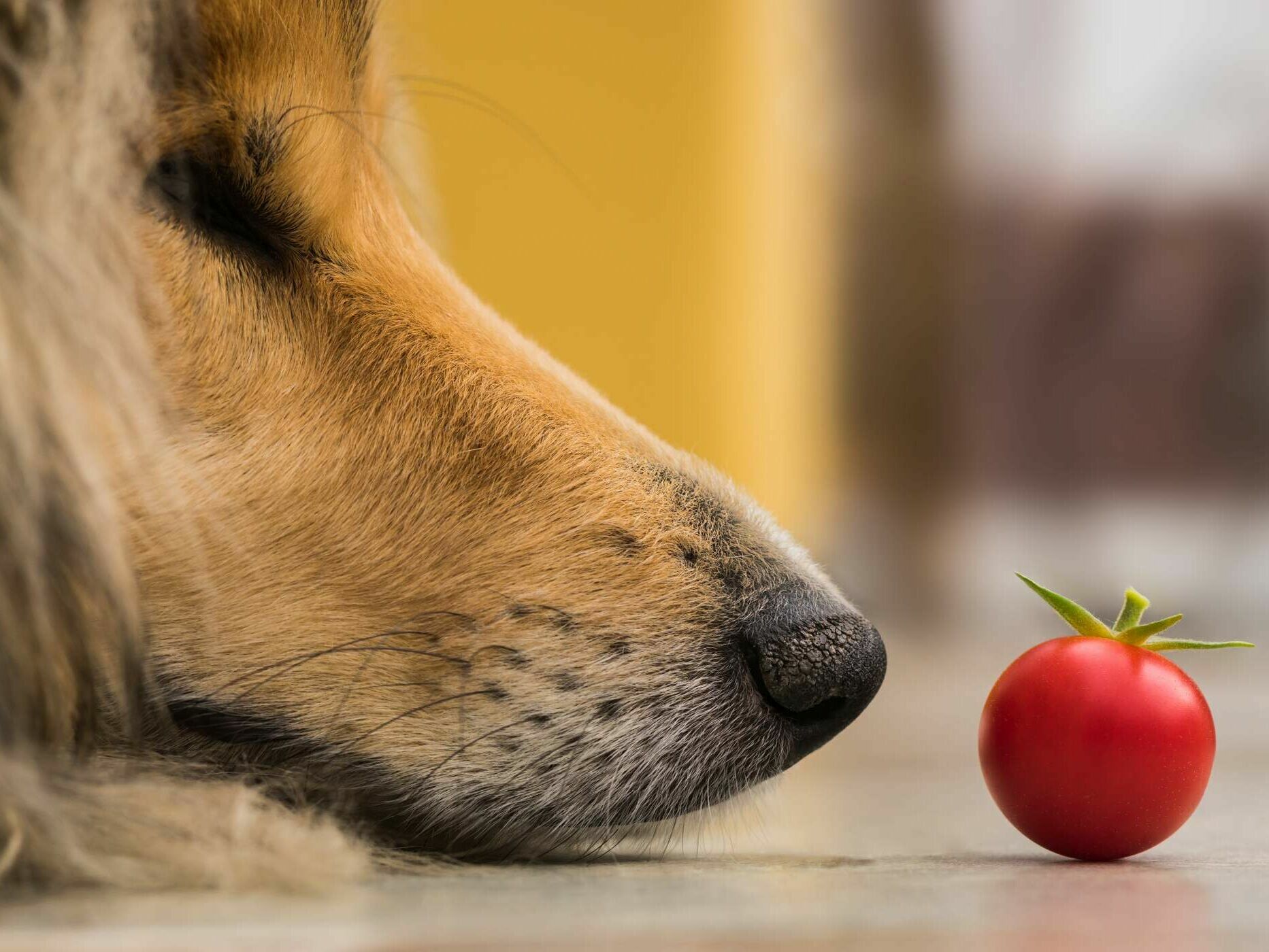 Tomaten für Hunde? Besser nicht!