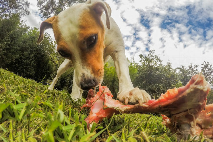 Hund zerkaut Fleisch.