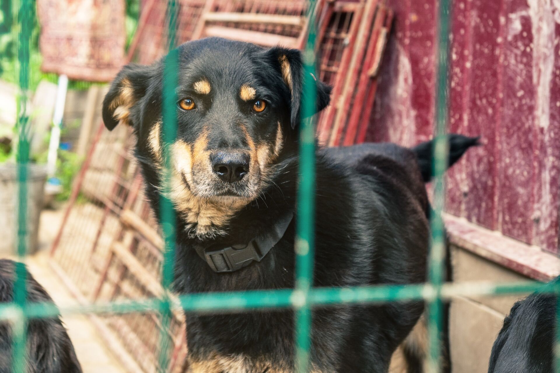 Ein verwirrt schauender Hund hinter einem Gitterzaun
