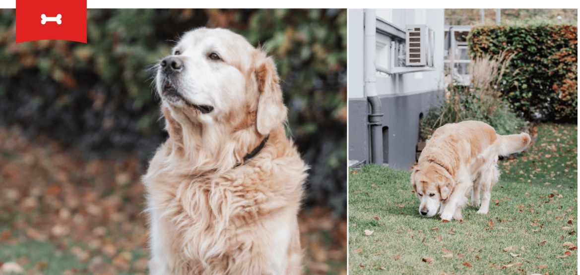 Der weiße Hund Lucky schnüffelt auf dem Rasen