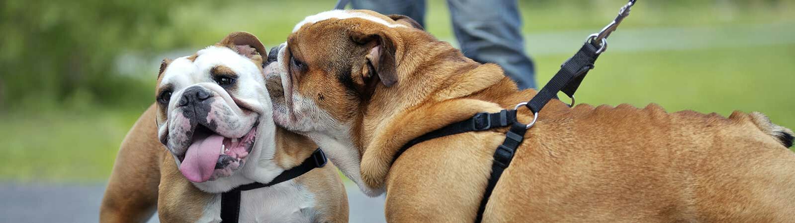 Zwei angeleinte Bulldoggen treffen sich auf einer Asphaltstraße und beschnüffeln sich.