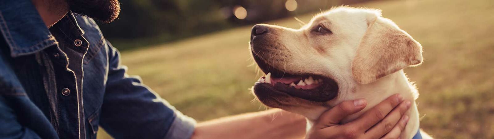 Nahaufnahme von einem lächelnden Mann, der einen Golden Retriever streichelt 