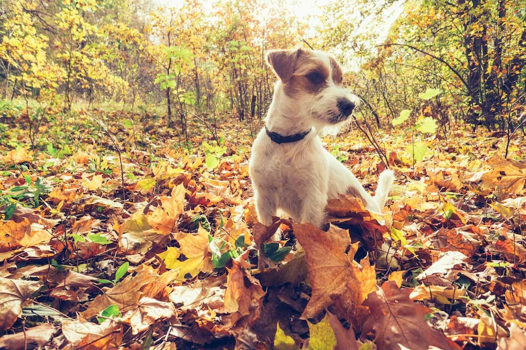 Hund im Herbst