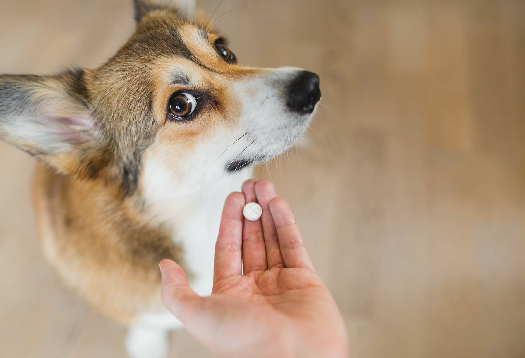 Einem Hund wird eine Tablette hingehalten, die er aus dem Augenwinkel anschaut.