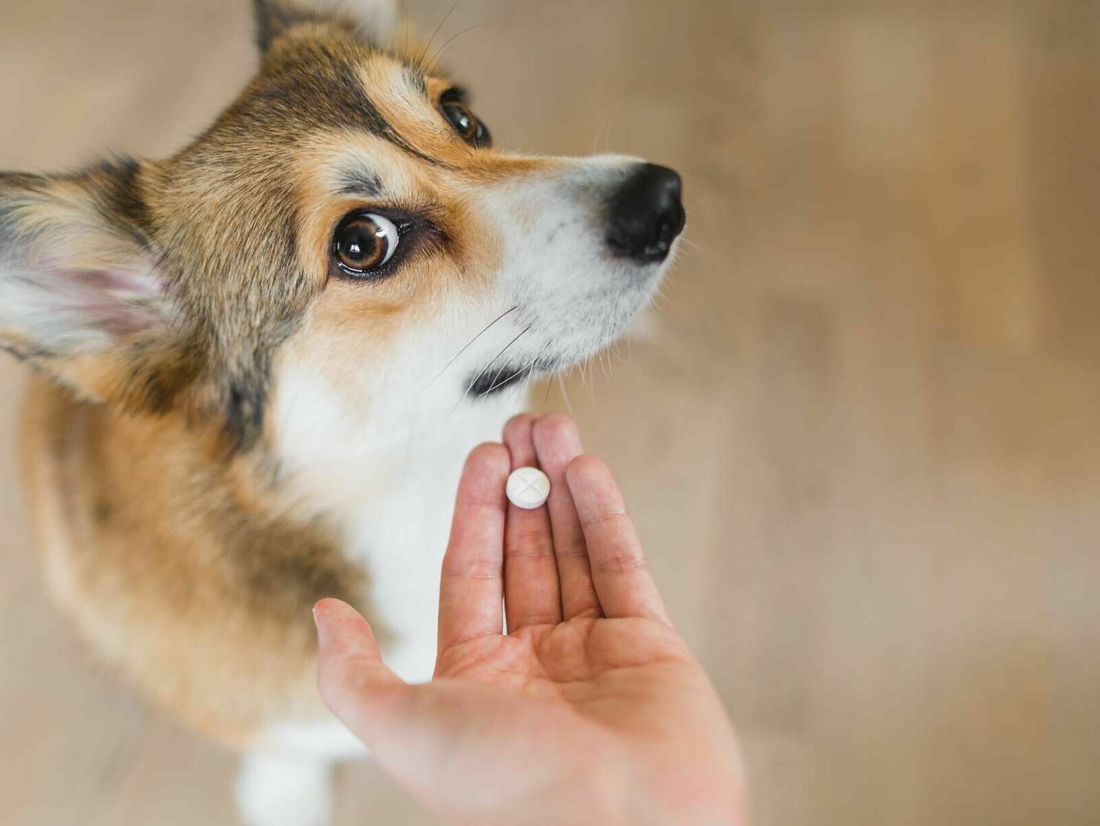 Schmerzmittel für Hunde