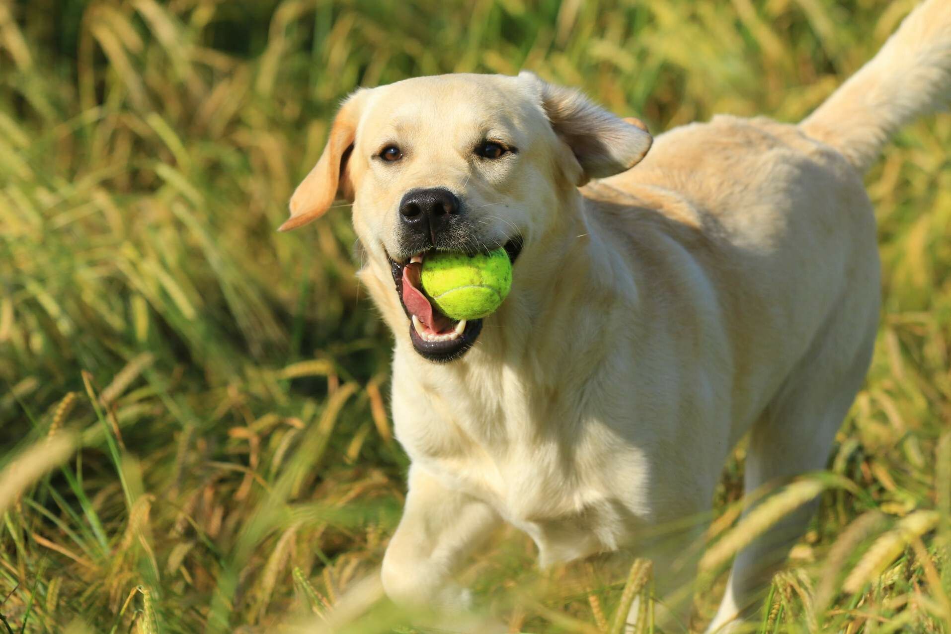 Heller Labrador mit gelbem Tennisball im Maul in einem Kornfeld