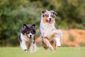 Zwei Australian Shepherds laufen nebeneinander auf einer Wiese.