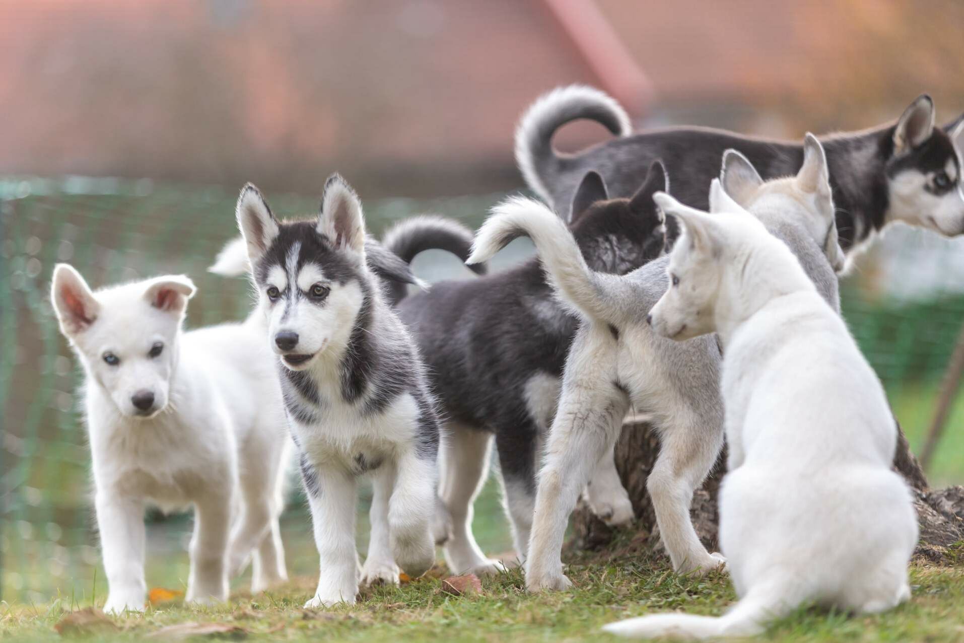 Husky-Welpen laufen in einem kleinen Rudel über eine Wiese. 