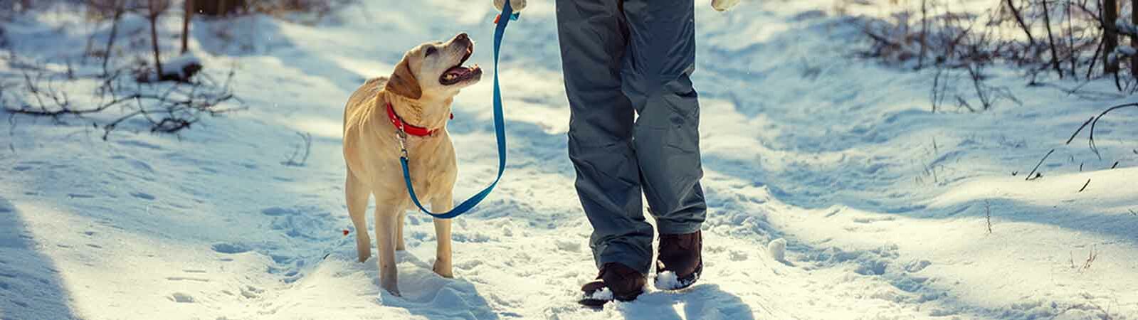 Ein Mann spaziert mit seinem Hund im Wald durch den Schnee.