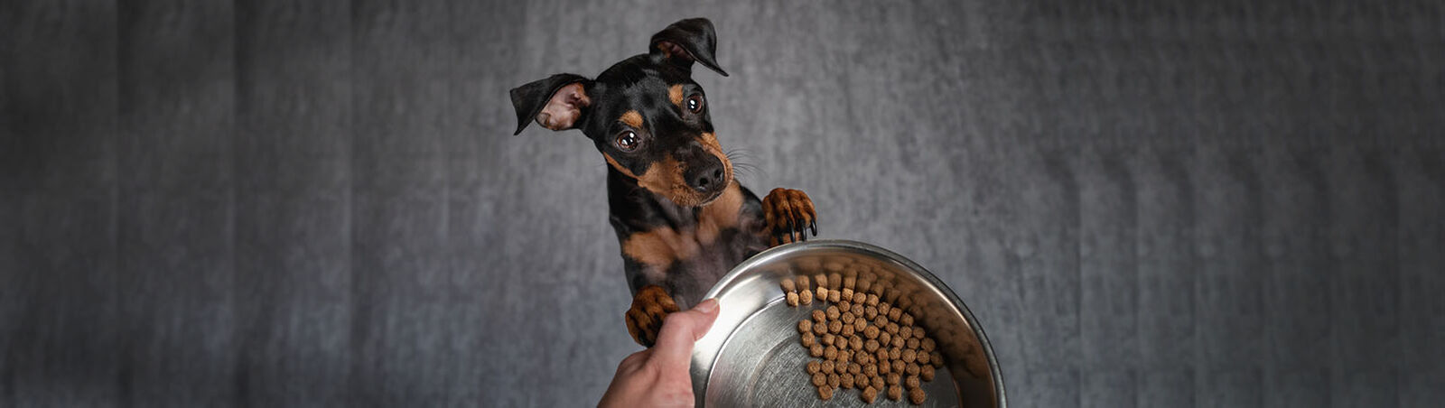 Ein kleiner Hund macht Männchen und schaut zu einem Futternapf auf, welcher von einer Person gehalten wird. In dem Napf befindet sich eine kleine Menge Trockenfutter.