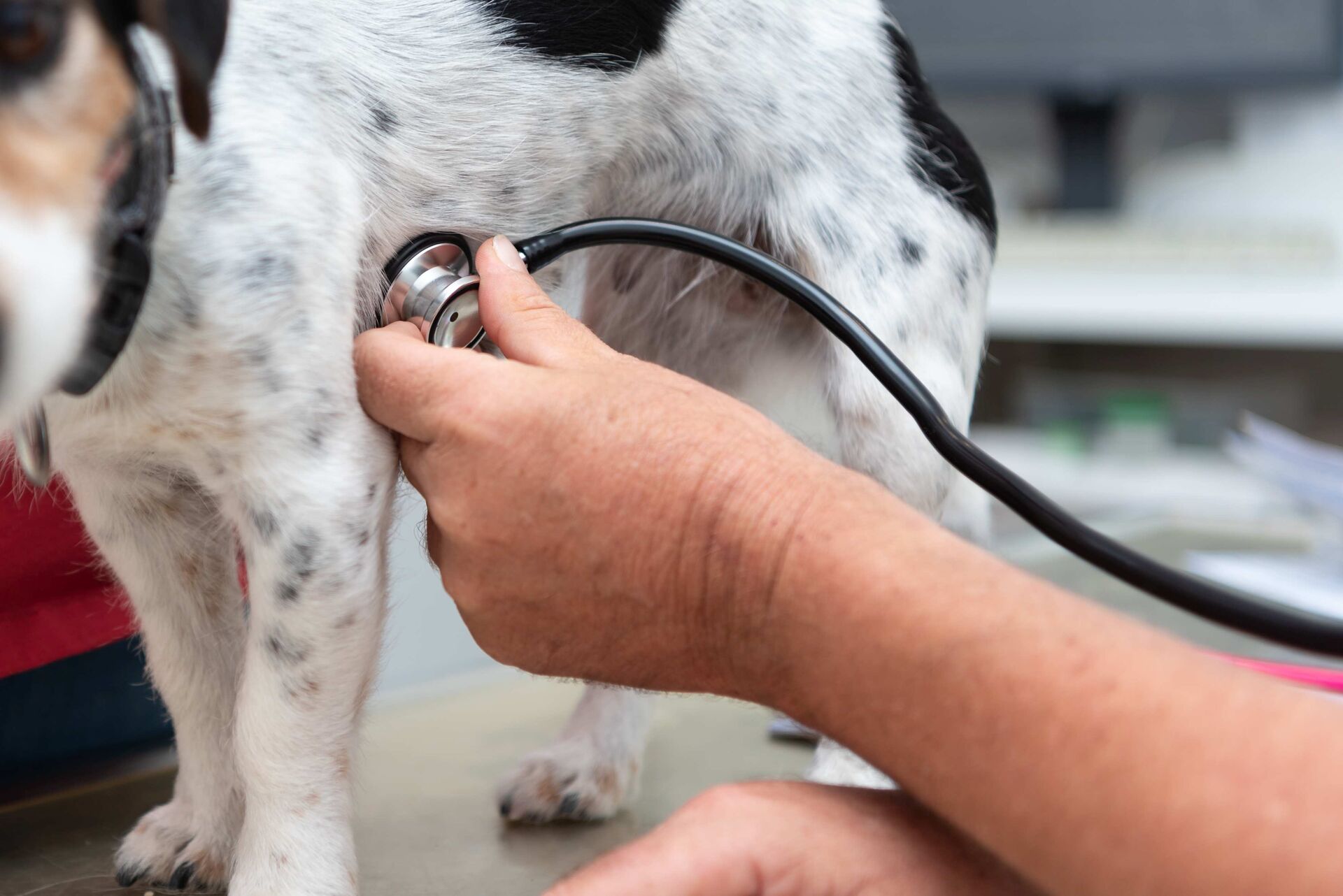 Nahaufnahme von einem Hund, der abgehört wird.