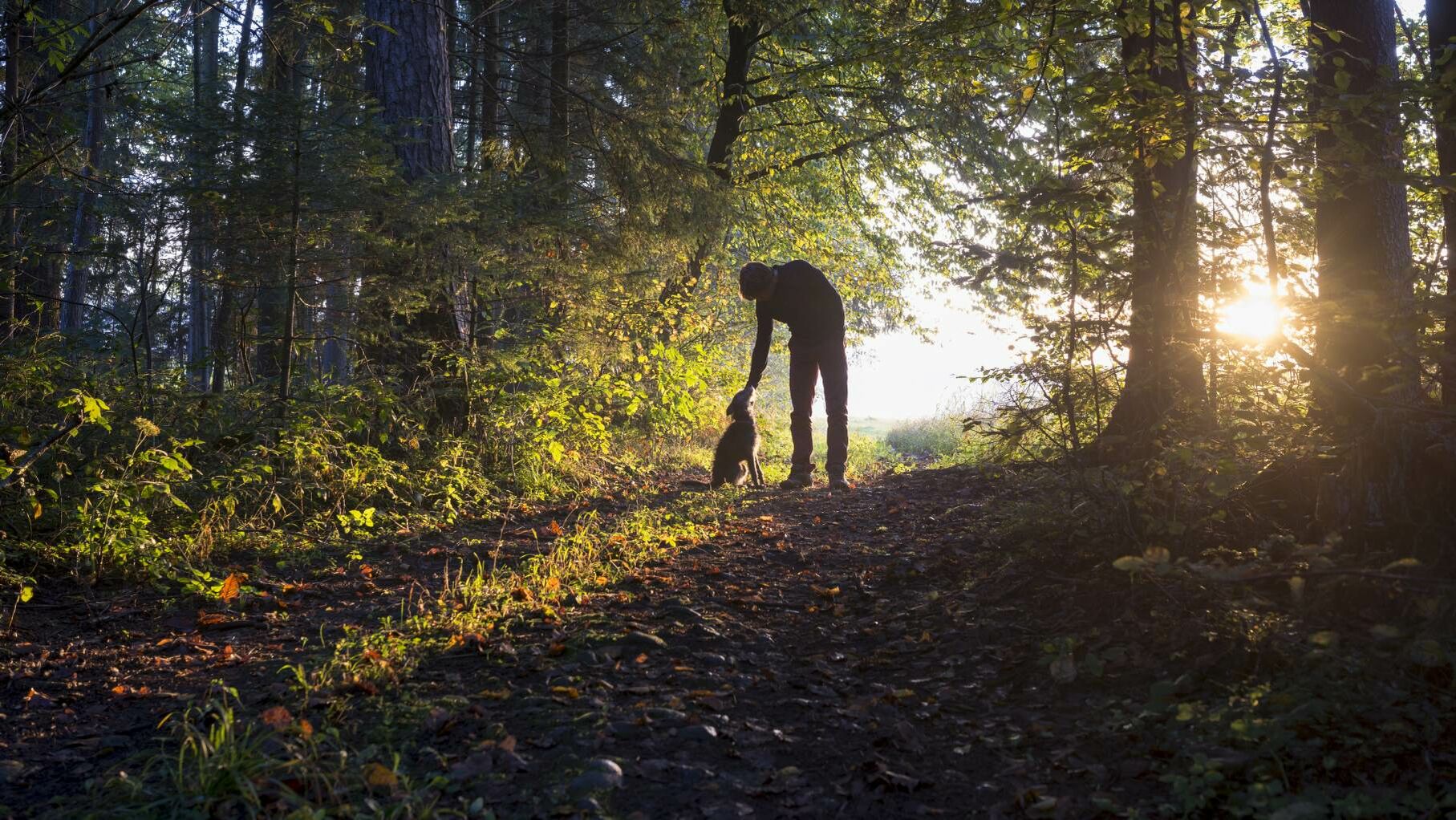 Panorama-Aufnahme eines Waldes, im Sonnenlicht stehen ein Mann und sein Hund.