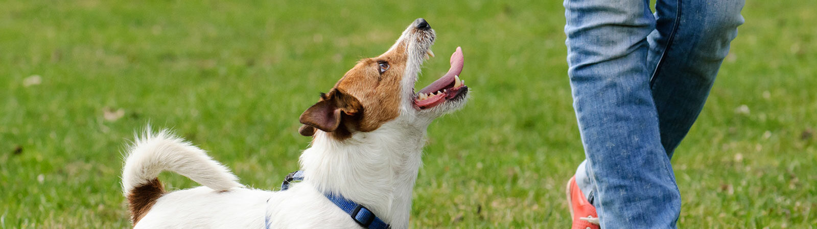 Ein kleiner Hund beim Training schaut seinen Halter aufmerksam an.