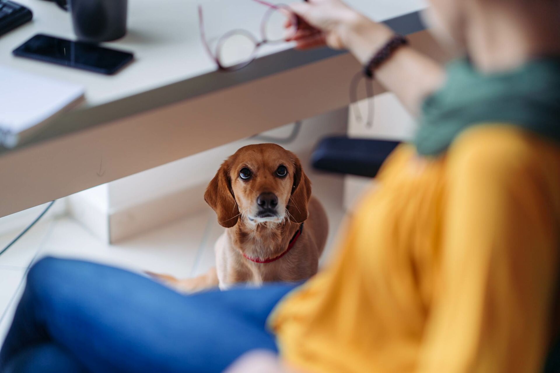 Hund sitzt unter dem Schreibtisch.