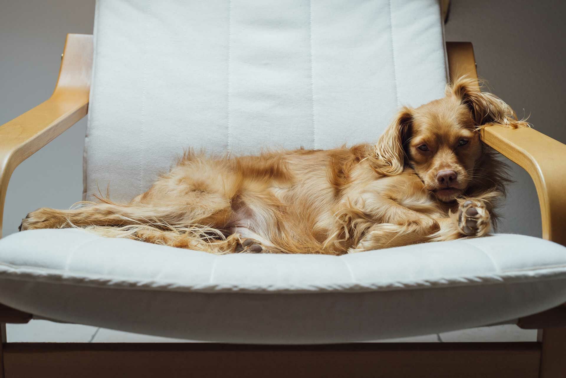 Ein Hund liegt auf der Seite auf einem Sessel.