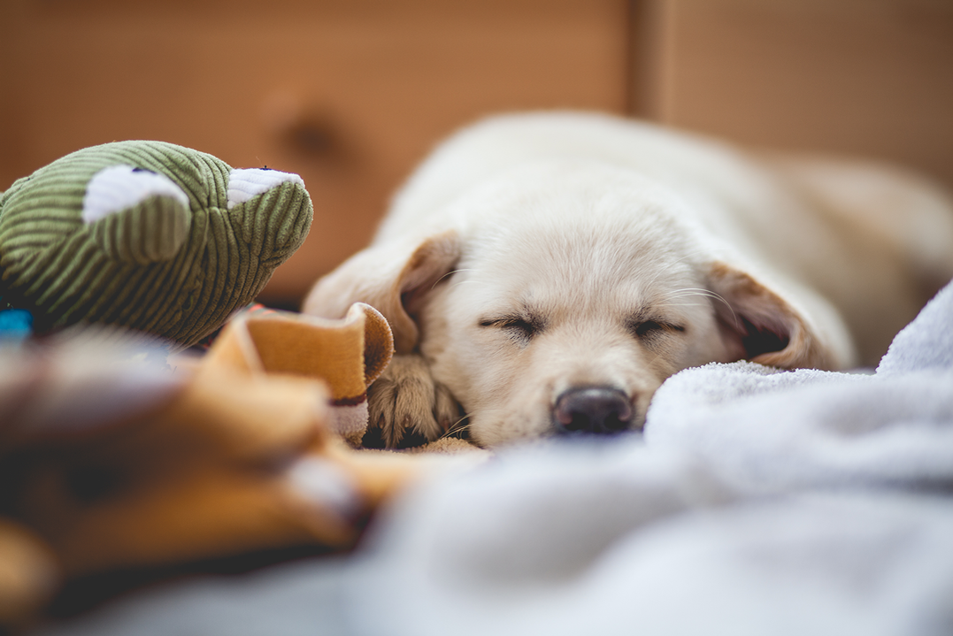 Scheinschwangerschaft beim Hund