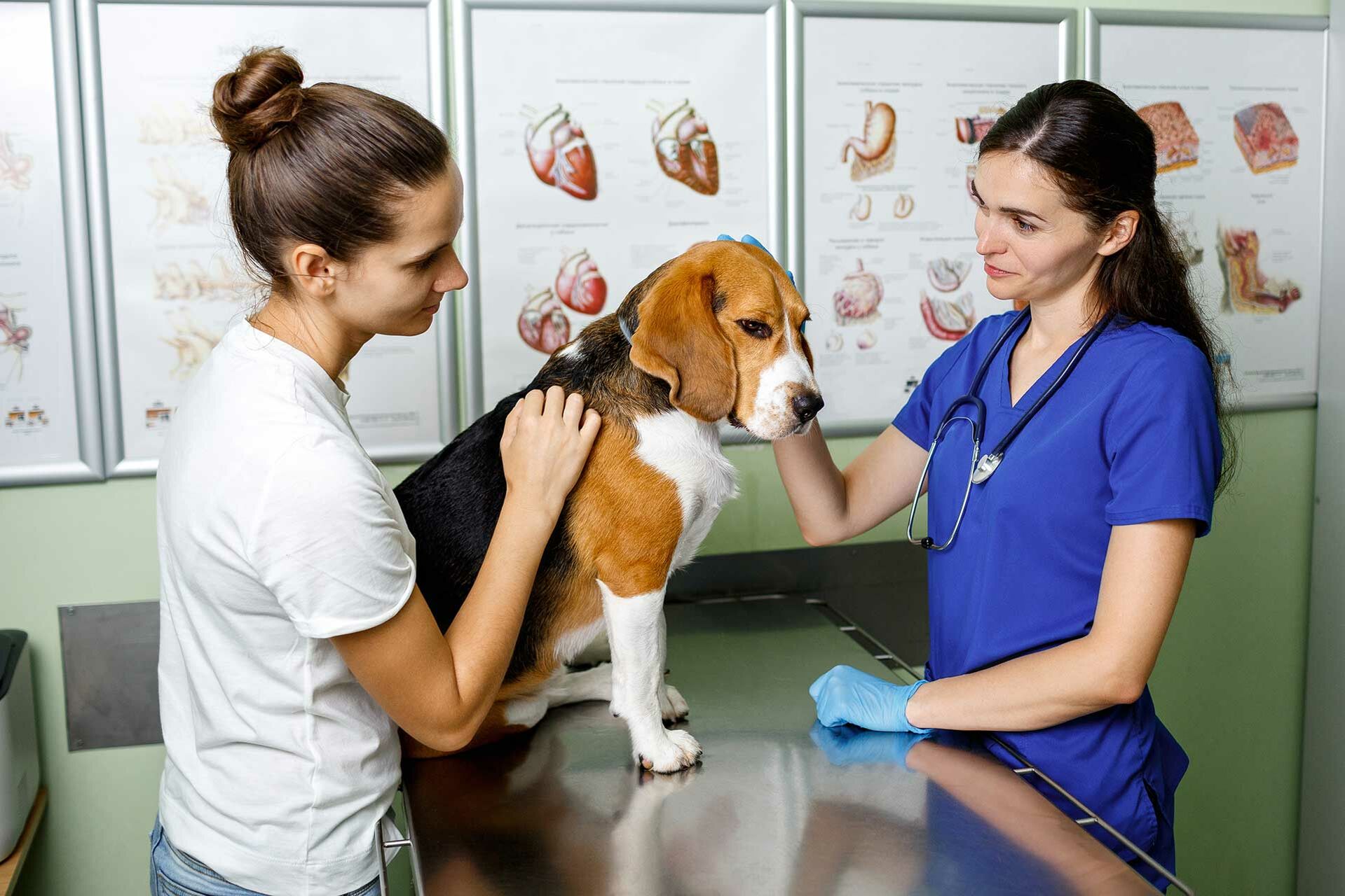 Kranker Hund ist beim Tierarzt.