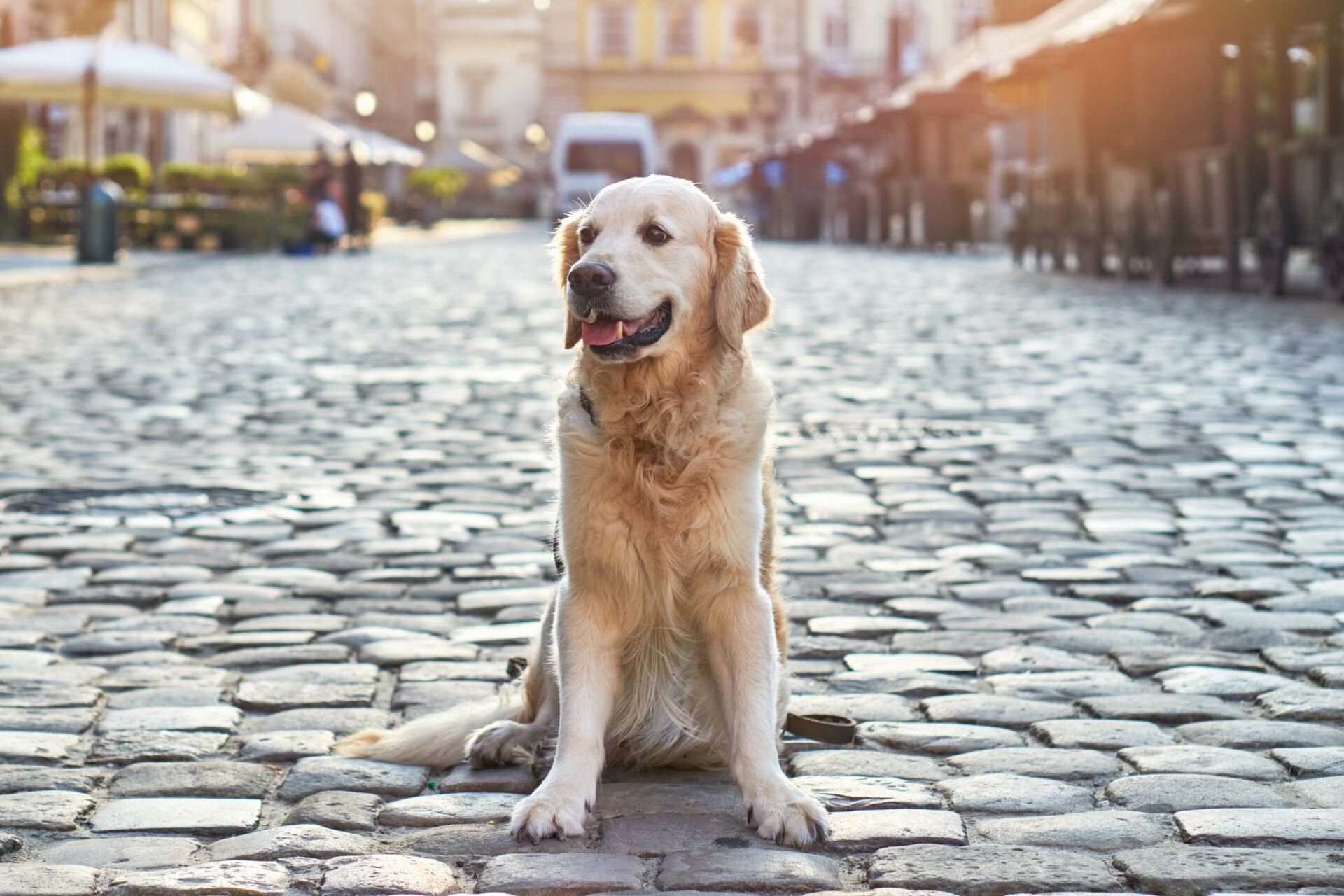 Hund in der Stadt